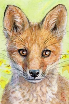 Baby Fox portrait / 21-0045